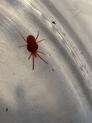 Trombidioidea