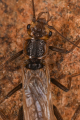 Plecoptera