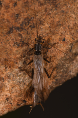 Plecoptera