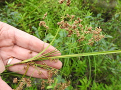 Scirpus