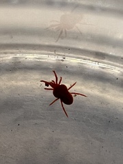 Trombidioidea