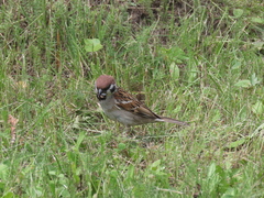 Passer montanus