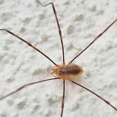Opilio canestrinii