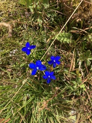 Gentiana bavarica bavarica