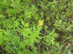Lysimachia terrestris