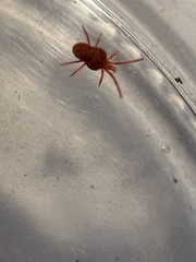 Trombidioidea