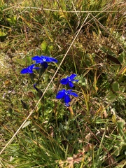 Gentiana bavarica bavarica