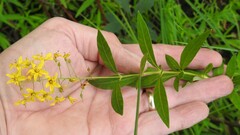 Lysimachia terrestris