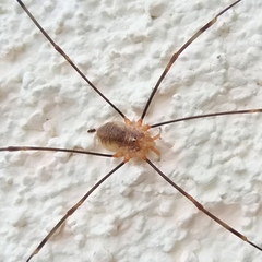 Opilio canestrinii