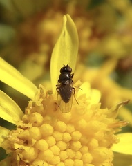 Milichiidae