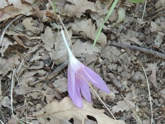Colchicum lusitanum