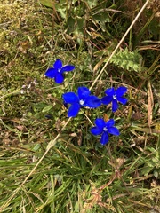 Gentiana bavarica bavarica