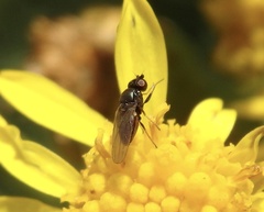 Milichiidae