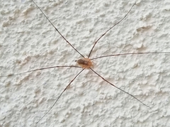 Opilio canestrinii