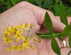 Lysimachia terrestris