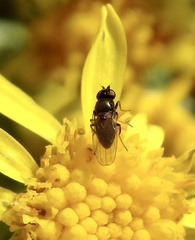 Milichiidae