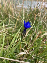 Gentiana bavarica bavarica