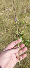 Veronica spicata