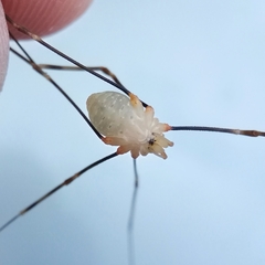 Opilio canestrinii
