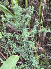 Symphyotrichum ericoides