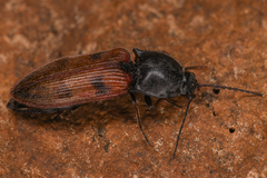 Stropenron nigricollis