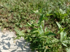 Erigeron strigosus