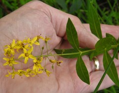 Lysimachia terrestris