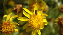 Milichiidae