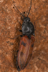 Stropenron nigricollis