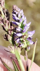 Veronica spicata