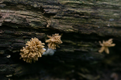 Arcyria obvelata