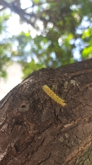 Lophocampa annulosa