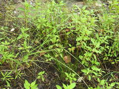 Juncus filiformis