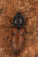 Stropenron nigricollis