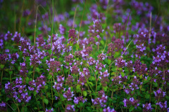 Thymus pulegioides