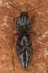 Stropenron nigricollis