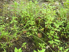 Juncus filiformis