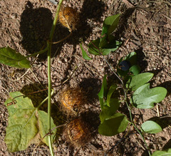 Passiflora foetida
