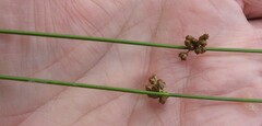 Juncus filiformis