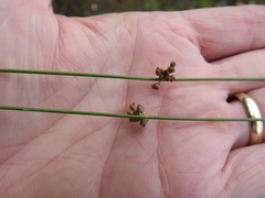Juncus filiformis