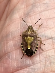 Dolycoris baccarum