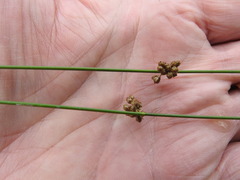 Juncus filiformis