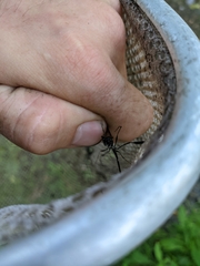 Pelecinus polyturator