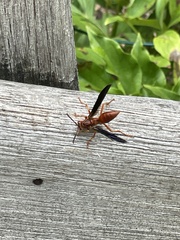Polistes rubiginosus