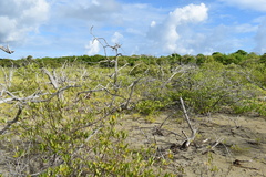 Laguncularia racemosa