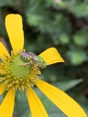 Agapostemon