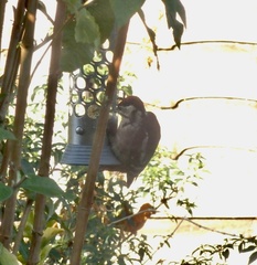 Dendrocopos major