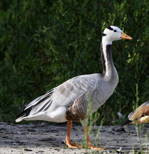 ganso-de-cabeça-listada (Anser indicus)