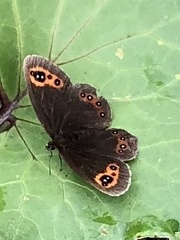 Erebia