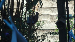 Dendrocopos major
